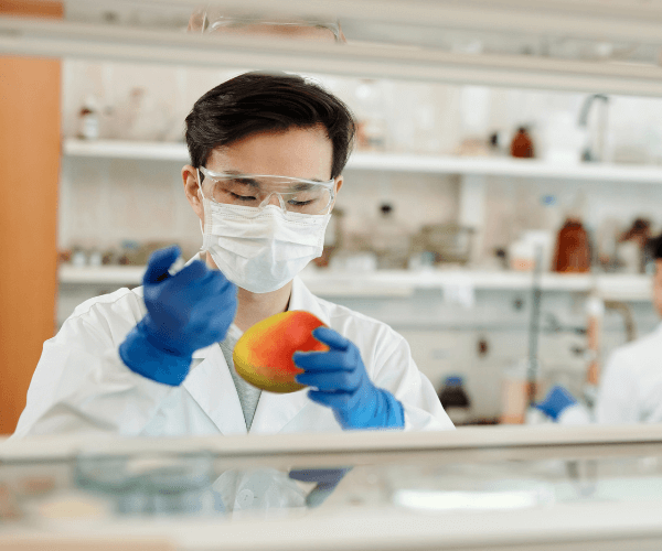 Dr Meng Guo holds a syringe to a mango in a laboratory.
