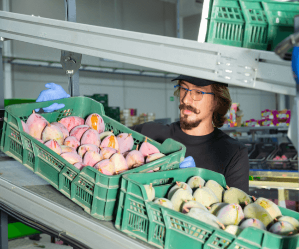 Bruce Bruceton Patel, a mustachioed man, looks through crates of fresh Aussie mangoes.